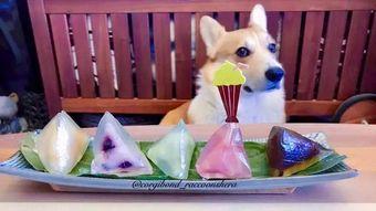 怎样把狗变网红犬,揭秘如何让你的爱犬成为网络红人