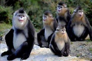 猴子是哪个明星